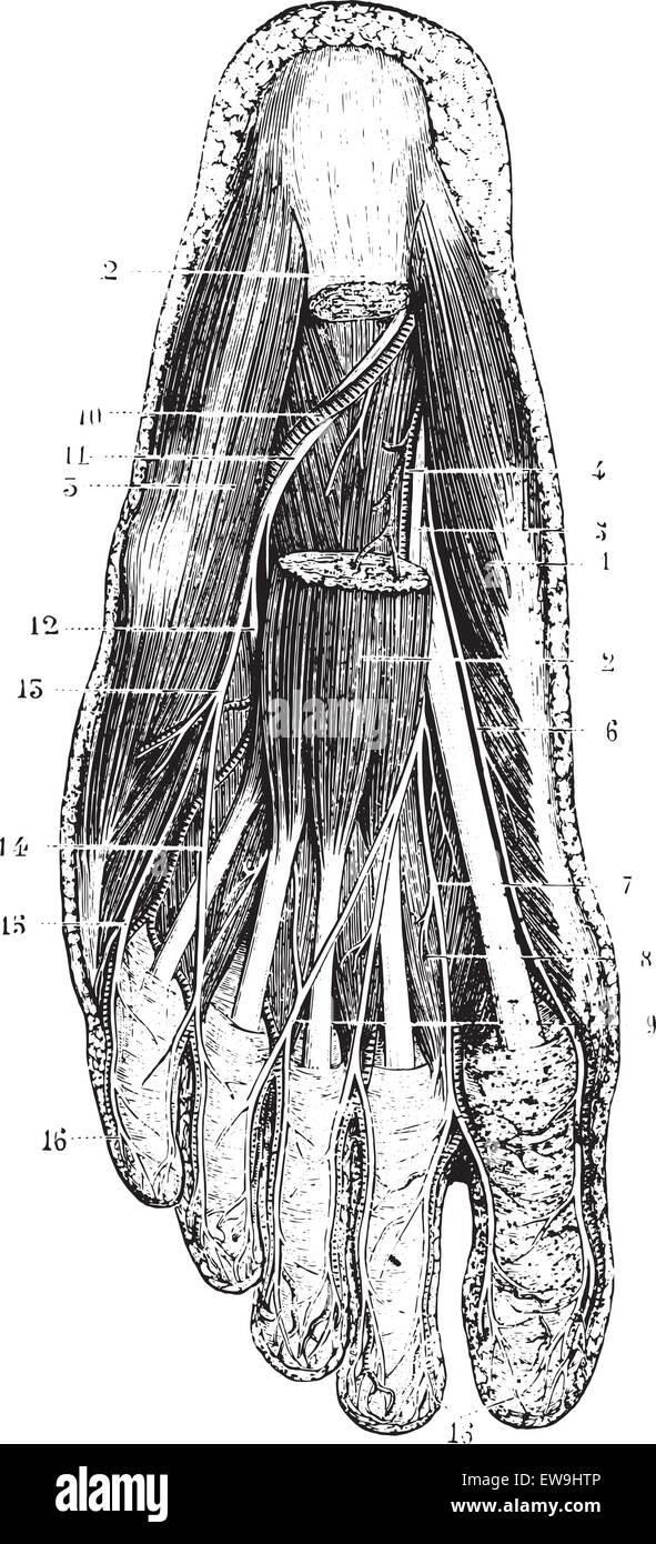 Couche de surface de la plante du pied, après le retrait de la peau, la couche sous-cutanée et fascia, vintage engraved illustration. Illustration de Vecteur