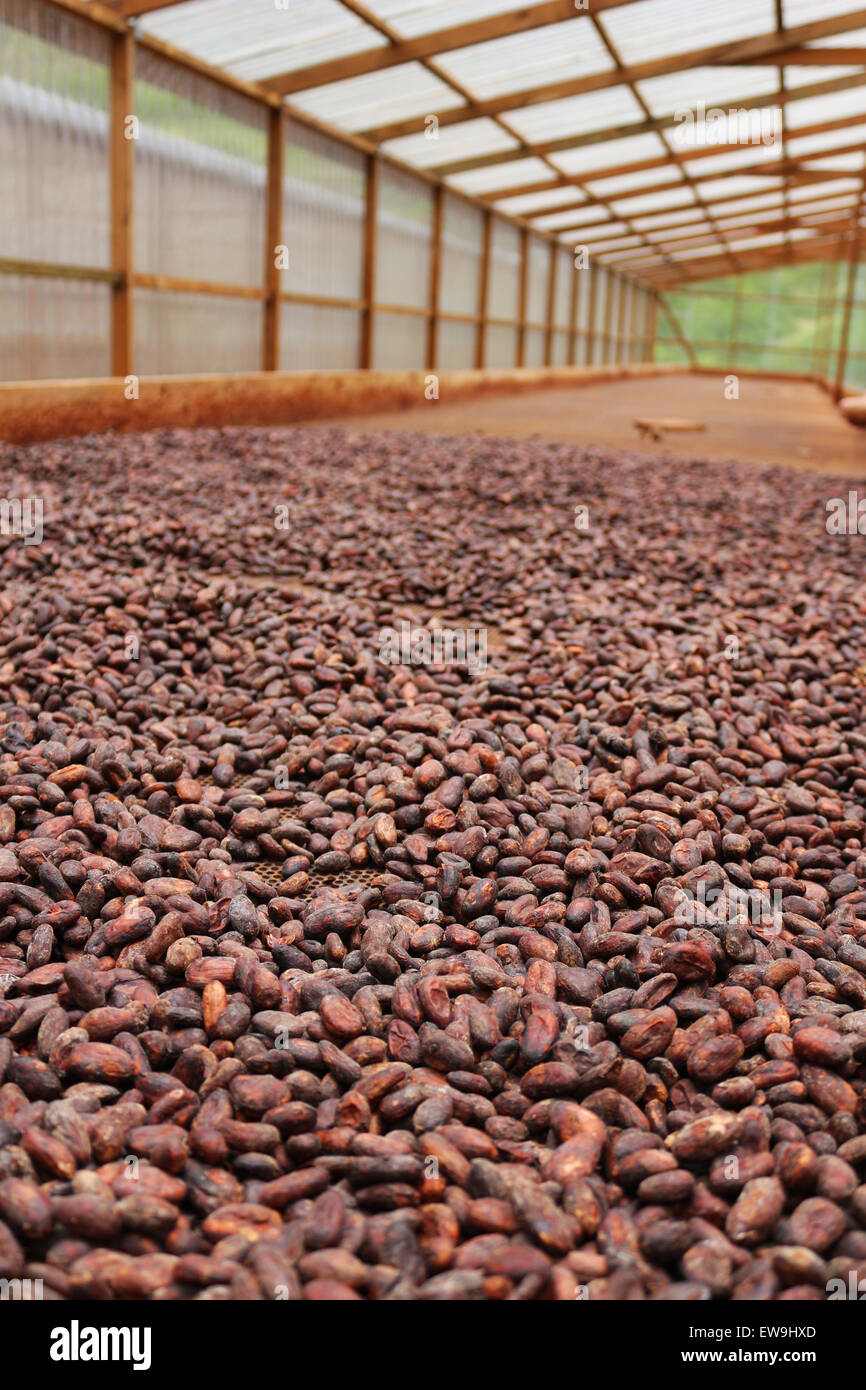 Le séchage des fèves de cacao sur une étagère à l'intérieur Banque D'Images