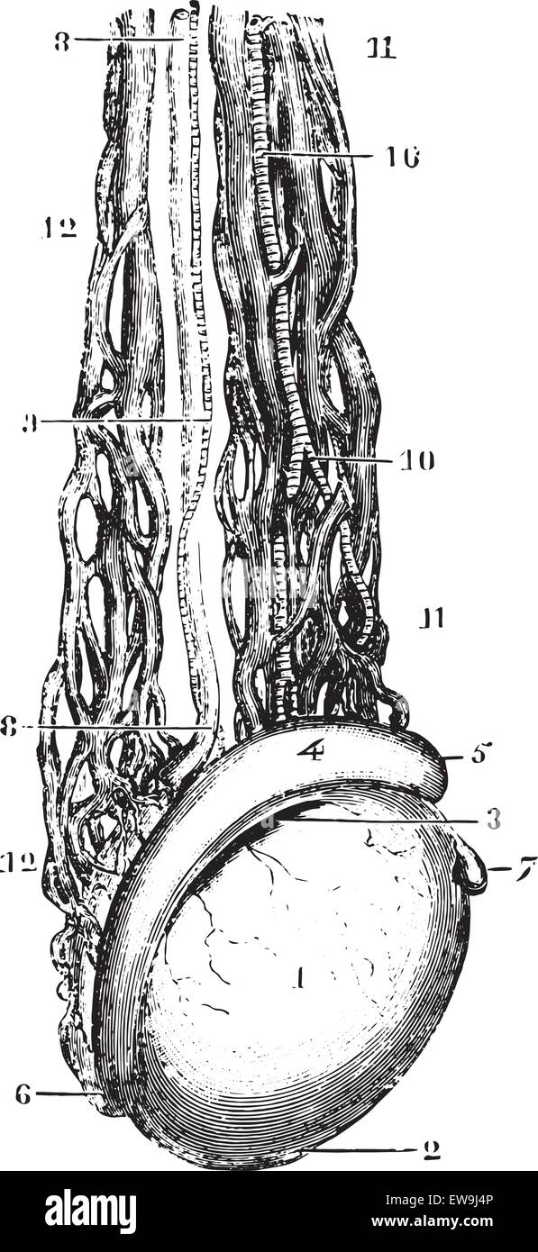 Veine testiculaire ou veines spermatiques, vintage engraved illustration. Dictionnaire de médecine habituelle par le Dr Labarthe - 1885. Illustration de Vecteur