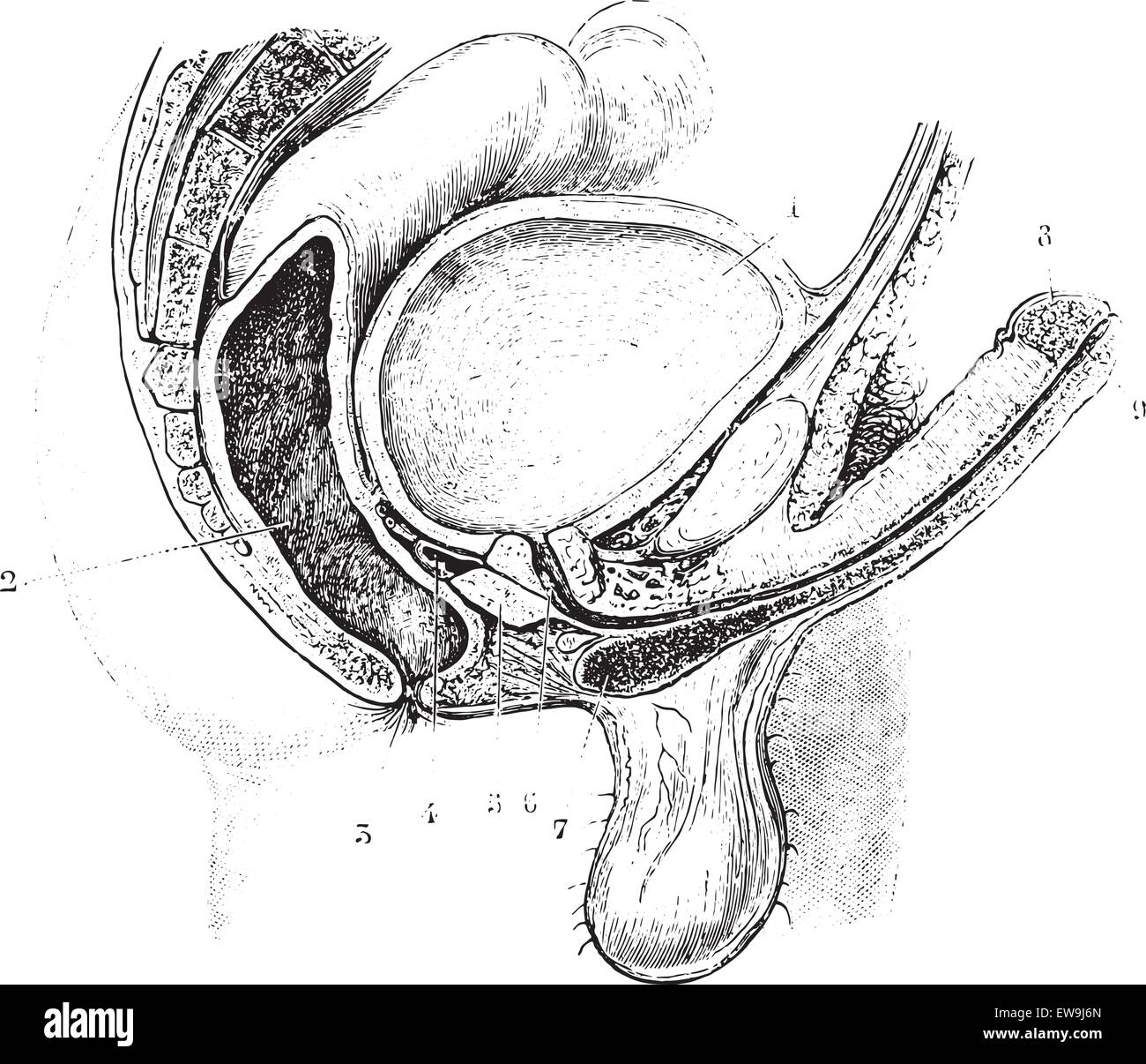 Tasse de l'appareil reproducteur antéro-postérieur de l'homme, vintage engraved illustration. Dictionnaire de médecine habituelle par le Dr Labarthe - 1885. Illustration de Vecteur