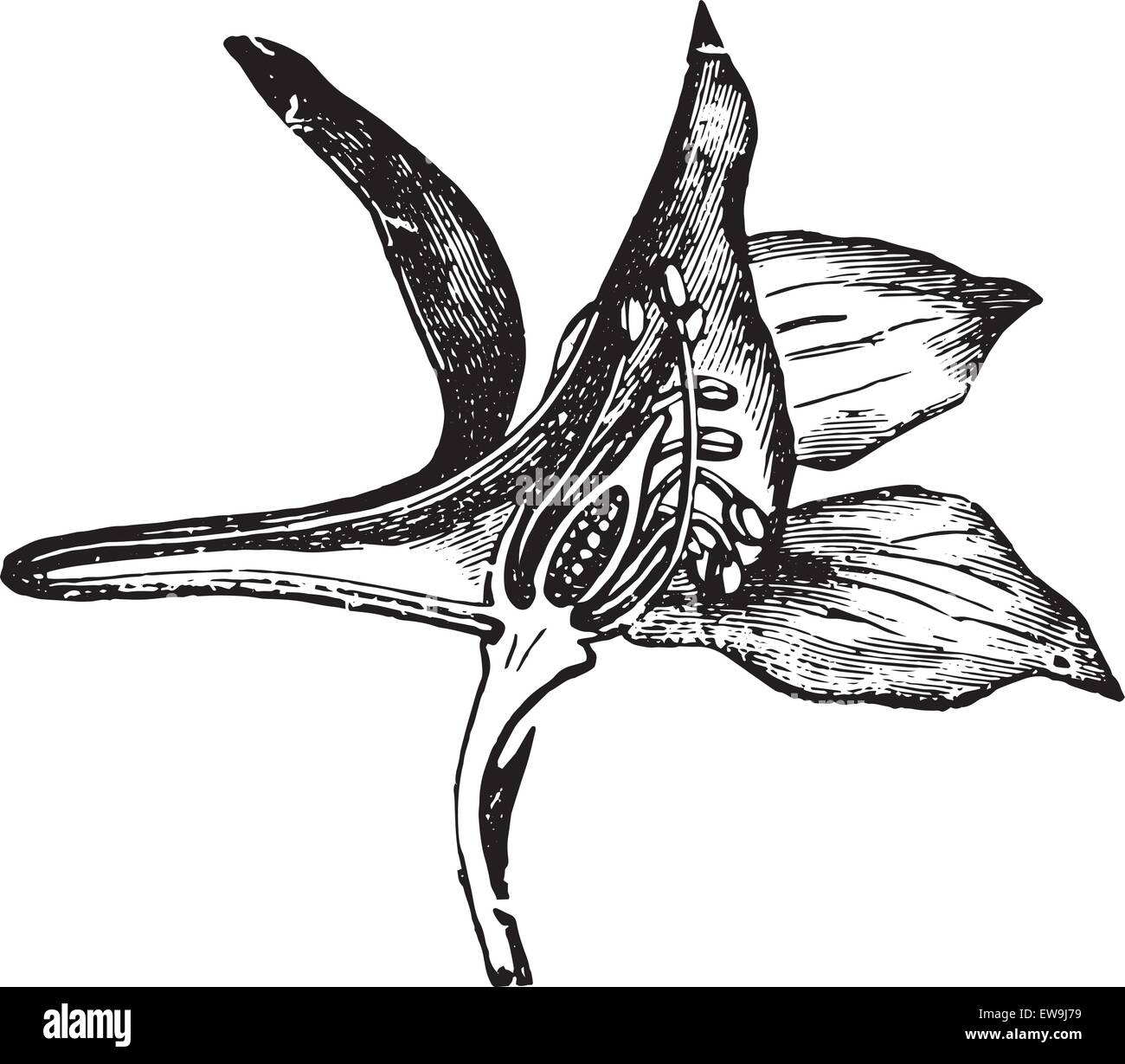 Larkspur (fleur coupée), vintage engraved illustration. Dictionnaire de médecine habituelle par le Dr Labarthe - 1885. Illustration de Vecteur