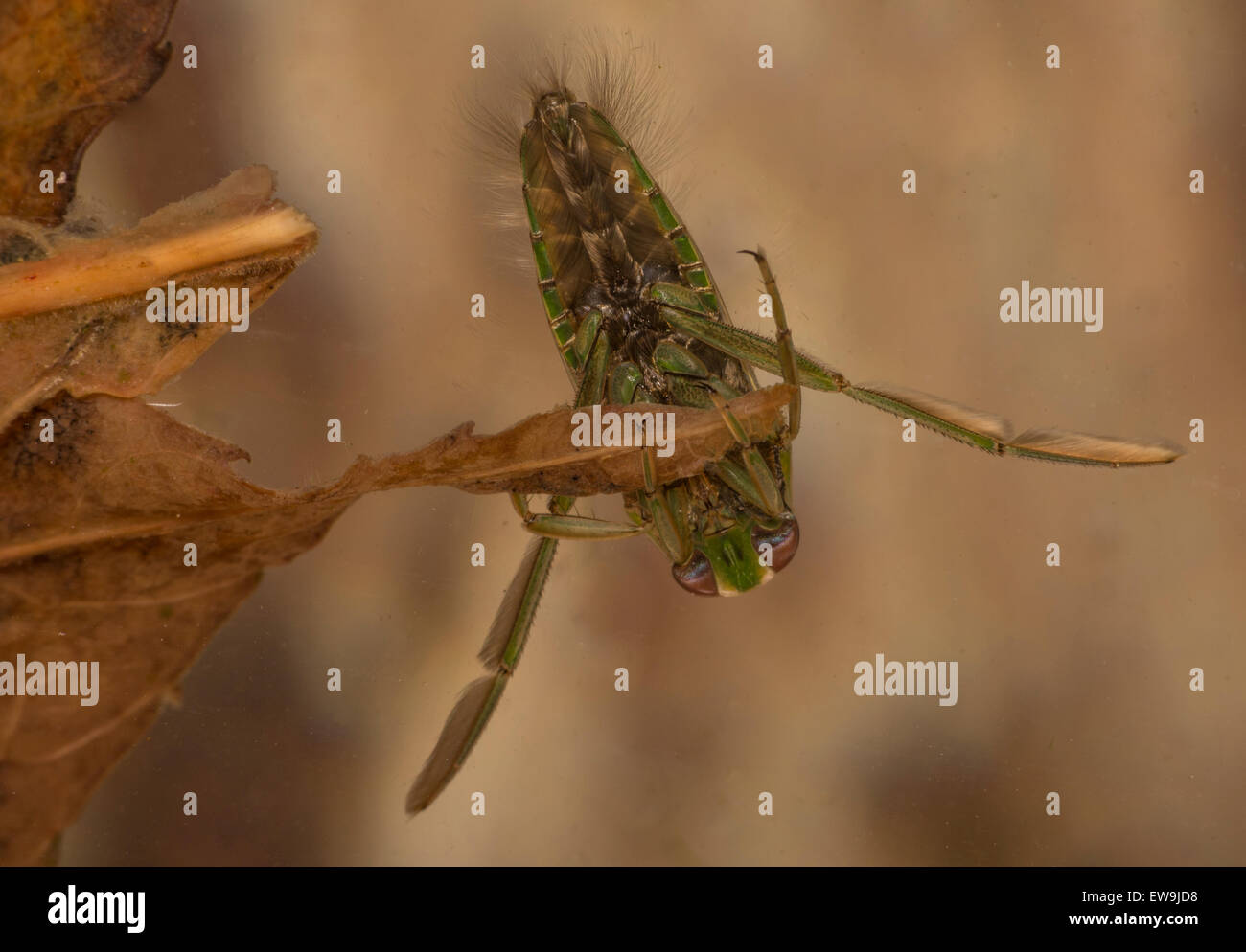 L'eau plus backswimmer ou Notonecta batelier en aquarium photo Banque D'Images