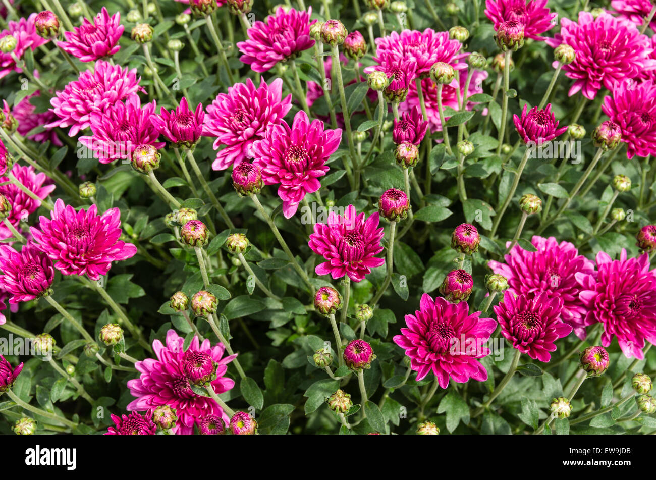 Chrysanthème pourpre plante avec fleurs et bourgeons Banque D'Images