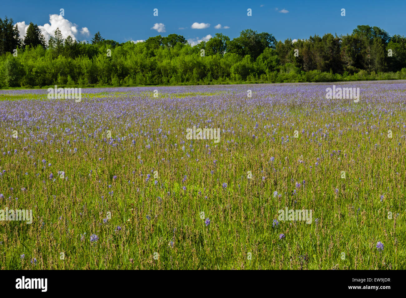 Native prairie de Camassisa quamash en fleur Banque D'Images