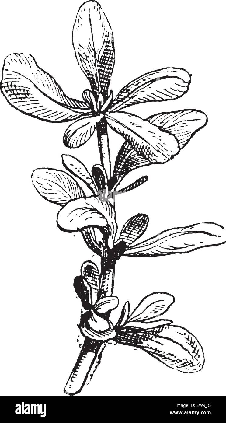 Vieille illustration gravée de pourpier commun ou Portulaca oleracea ou Portulacaria oleracea ou Verdolaga ou amarante ou peu d'H Illustration de Vecteur