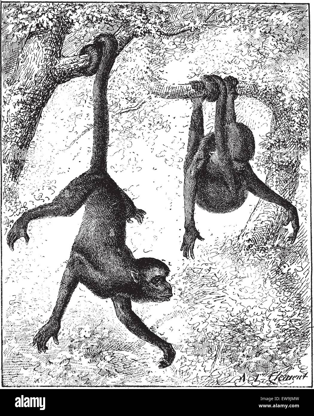 Singe araignée ou Ateles sp., vintage engraved illustration. Dictionnaire des mots et des choses - Larive et Fleury - 1895 Illustration de Vecteur Singe araignée ou Ateles sp., vintage engraved illustration. Dictionnaire des mots et des choses - Larive et Fleury - 1895 Illustration de Vecteur