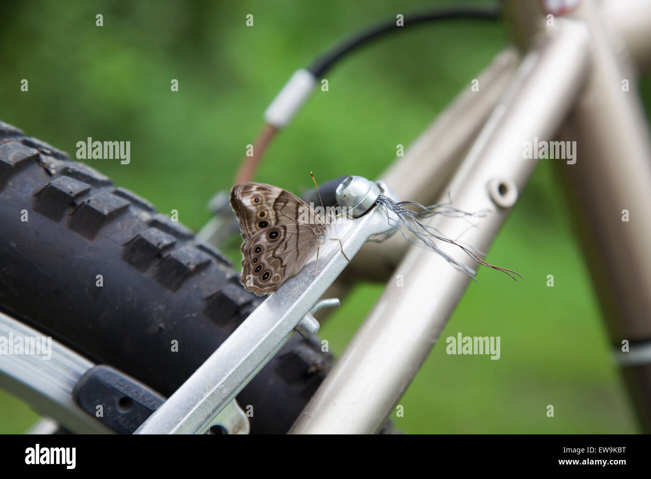 Butterfly l'attelage d'une ride sur une bicyclette. Banque D'Images