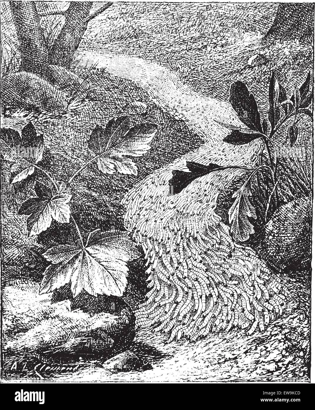 La légionnaire d'automne ou Spodoptera frugiperda, vintage engraved illustration. Dictionnaire des mots et des choses - Larive et Fleury - 1895 Illustration de Vecteur