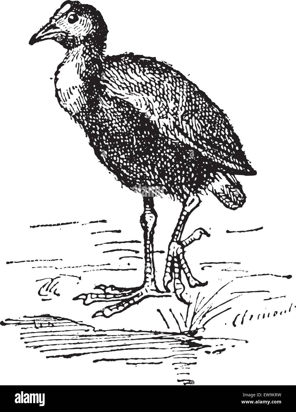 Gallinule poule-d'eau Gallinula ou sp., vintage engraved illustration. Dictionnaire des mots et des choses - Larive et Fleury - 1895 Illustration de Vecteur