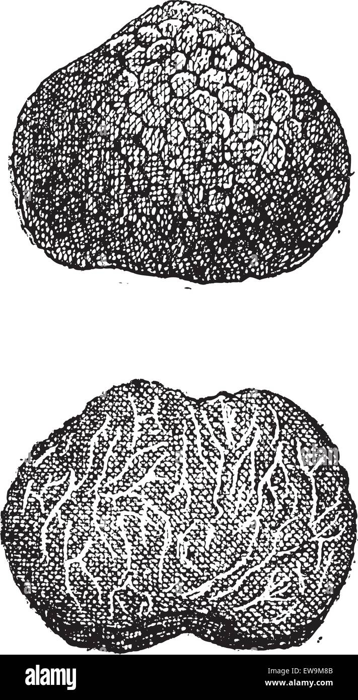 Truffes, vintage engraved illustration. Dictionnaire des mots et des choses - Larive et Fleury - 1895 Illustration de Vecteur