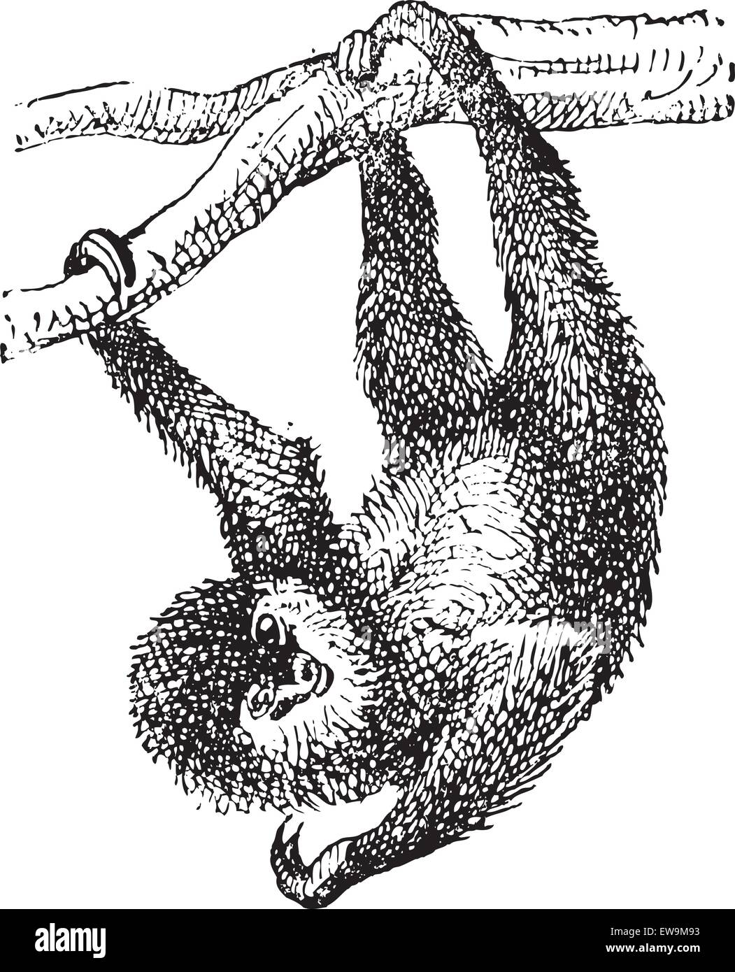 Sloth, vintage engraved illustration. Dictionnaire des mots et des choses - Larive et Fleury - 1895 Illustration de Vecteur