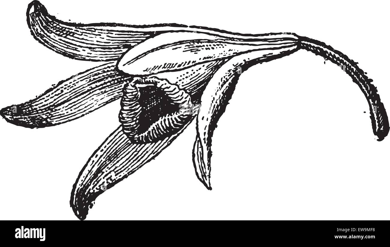 Fleur de vanille, vintage engraved illustration. Dictionnaire des mots et des choses - Larive et Fleury - 1895. Illustration de Vecteur