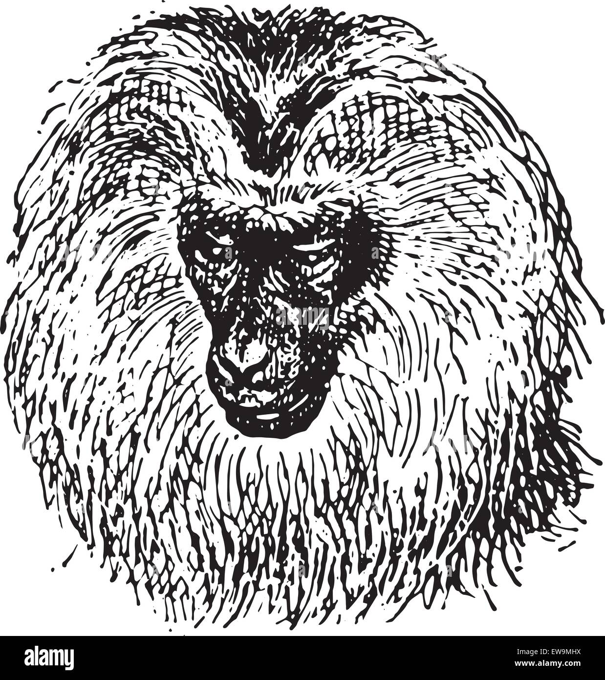 Macaque à queue de lion ou Macaca silène ou Wanderoo, vintage engraved illustration. Dictionnaire des mots et des choses - Larive et Fl Illustration de Vecteur