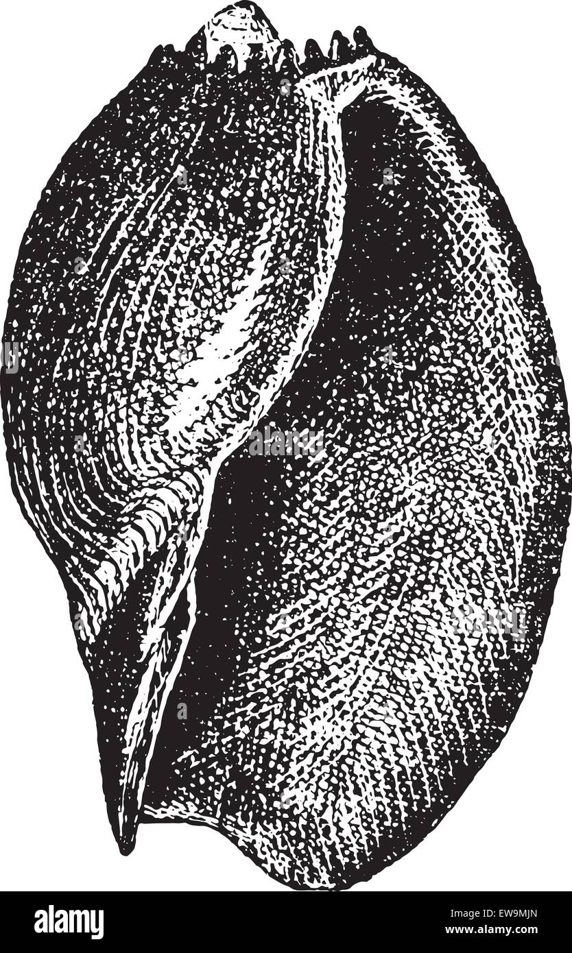 La volute ou Voluta aethiopica, vintage engraved illustration. Dictionnaire des mots et des choses - Larive et Fleury - 1895. Illustration de Vecteur