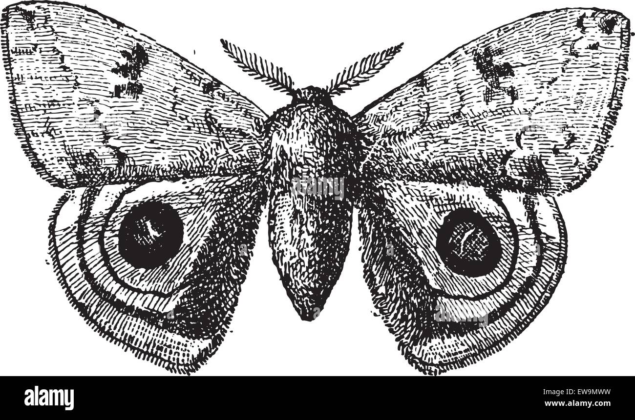 Peacock Peacock butterfly ou européenne, vintage engraved illustration. Dictionnaire des mots et des choses - Larive et Fleury - 1895. Illustration de Vecteur