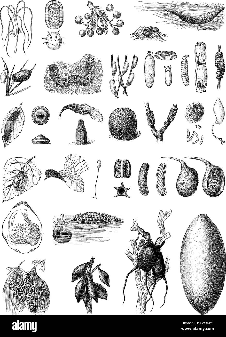 Oeufs de différentes espèces d'animaux, vintage engraved illustration. Dictionnaire des mots et des choses - Larive et Fleury - 1895 Illustration de Vecteur Oeufs de différentes espèces d'animaux, vintage engraved illustration. Dictionnaire des mots et des choses - Larive et Fleury - 1895 Illustration de Vecteur