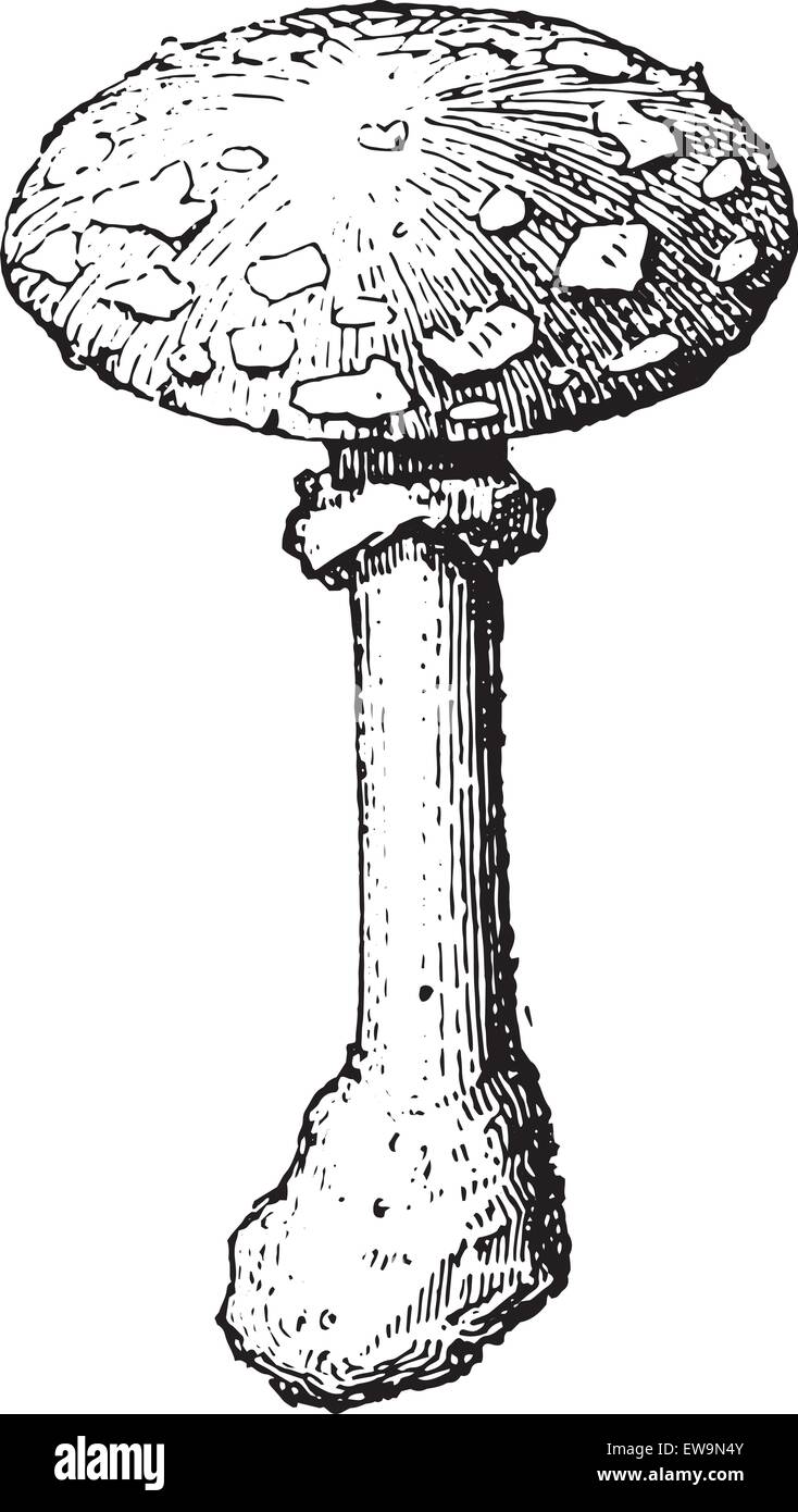 L'Amanita caesarea ou Oronge ou César, champignons, vintage engraved illustration. Dictionnaire des mots et des choses - Larive et Fleu Illustration de Vecteur