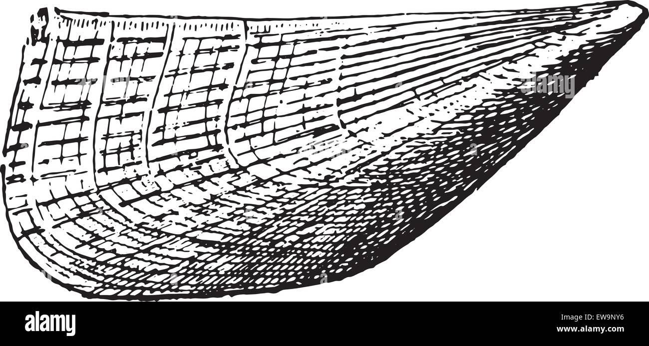 Pinna, vintage engraved illustration. Dictionnaire des mots et des choses - Larive et Fleury - 1895. Illustration de Vecteur