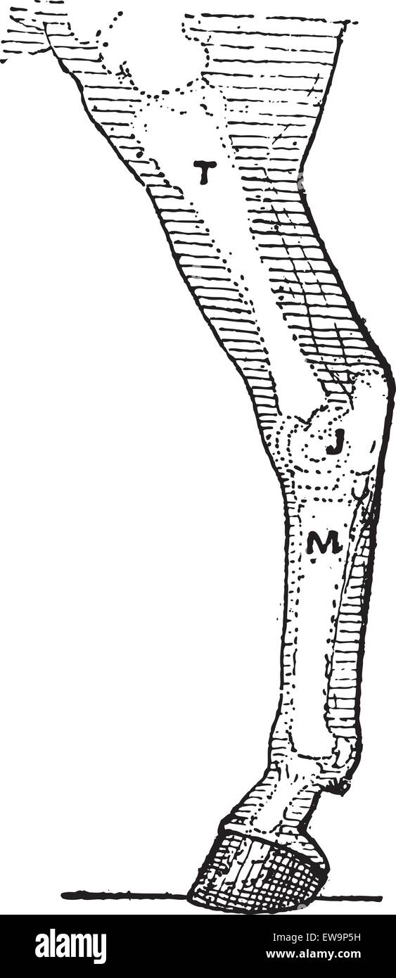 La jambe de cheval, vintage engraved illustration. Dictionnaire des mots et des choses - Larive et Fleury - 1895. Illustration de Vecteur