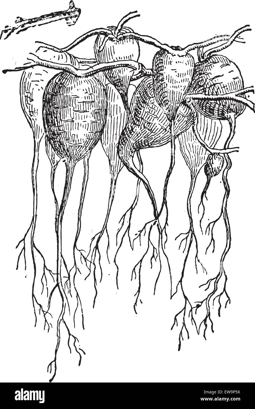 La partie souterraine, Gialappa, vintage engraved illustration. Dictionnaire des mots et des choses - Larive et Fleury - 1895. Illustration de Vecteur