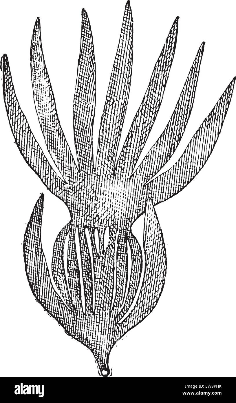 Ou Varech Laminaria sp., vintage engraved illustration. Dictionnaire des mots et des choses - Larive et Fleury - 1895 Illustration de Vecteur