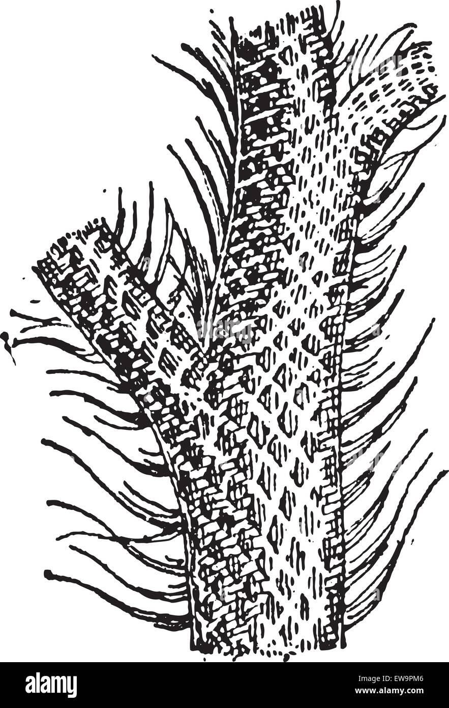 Lepidodendron, montrant le tronc et les feuilles comme vintage engraved illustration. Dictionnaire des mots et des choses - Larive Illustration de Vecteur