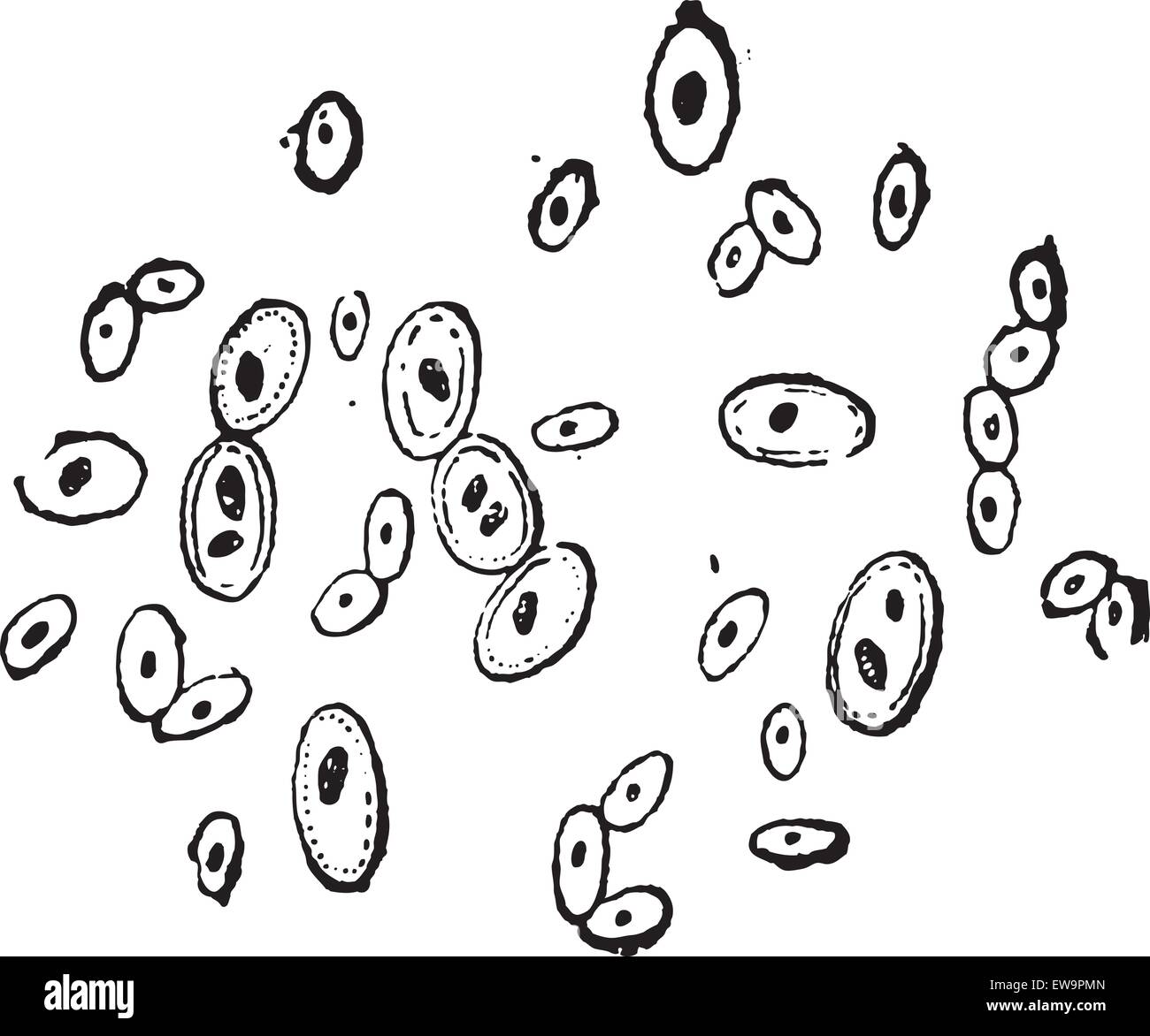 La levure Saccharomyces cerevisiae, vintage ou illustration gravée. Dictionnaire des mots et des choses - Larive et Fleury - Illustration de Vecteur