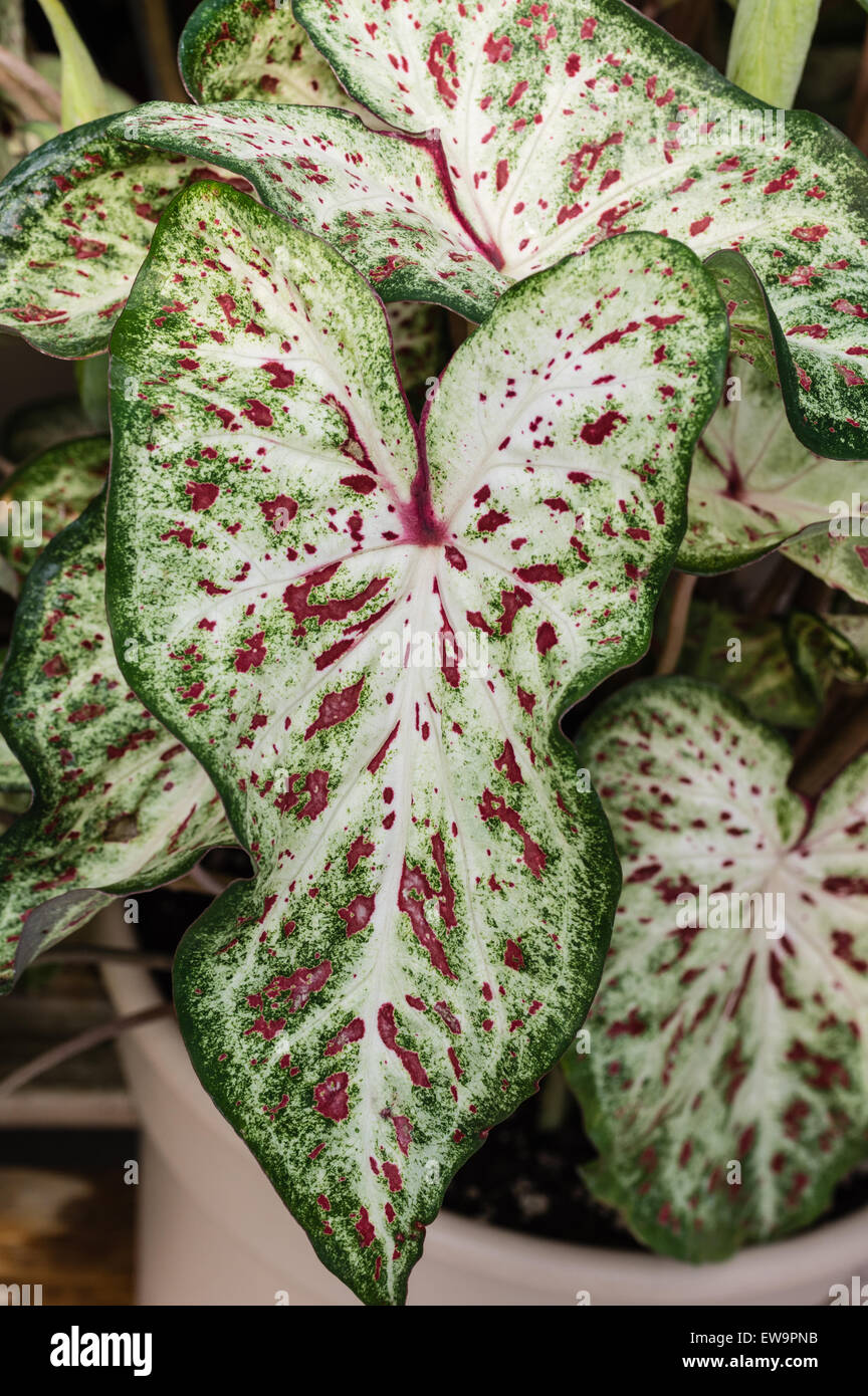 Les feuilles colorées de l'usine de Caladium Banque D'Images