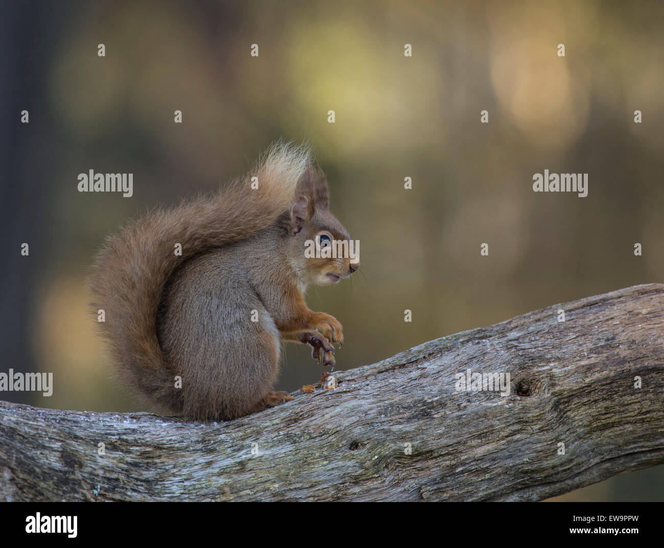 L'écureuil roux Sciurus vulgaris on log Banque D'Images