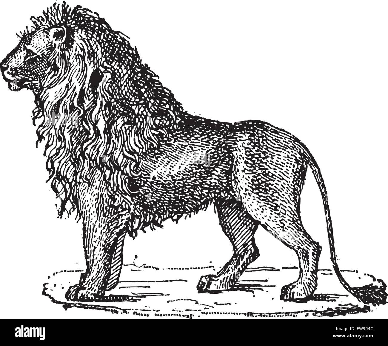 Ou lion Panthera leo, vintage engraved illustration. Dictionnaire des mots et des choses - Larive et Fleury - 1895 Illustration de Vecteur Ou lion Panthera leo, vintage engraved illustration. Dictionnaire des mots et des choses - Larive et Fleury - 1895 Illustration de Vecteur