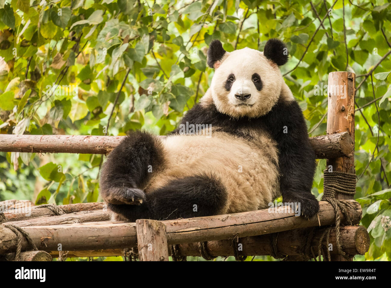 Panda couché vers le bas en regardant vers la caméra, base de Panda de  Bifengxia, Chine Photo Stock - Alamy