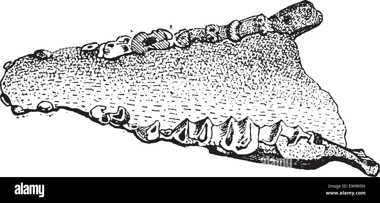Lophiodon, montrant les combustibles d'une mâchoire inférieure, vintage engraved illustration. Dictionnaire des mots et des choses - Larive et Fleury - 18 Illustration de Vecteur