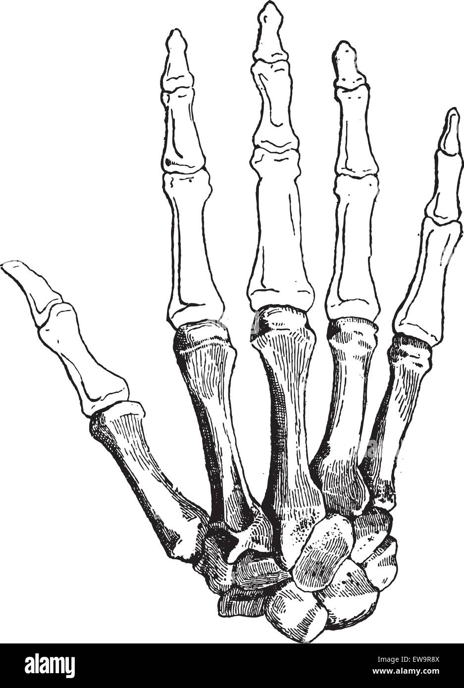 Les os d'une main humaine (face dorsale), montrant (en bas de page), Carpals métacarpiens, phalanges proximales, Phalanges intermédiaires, un Illustration de Vecteur