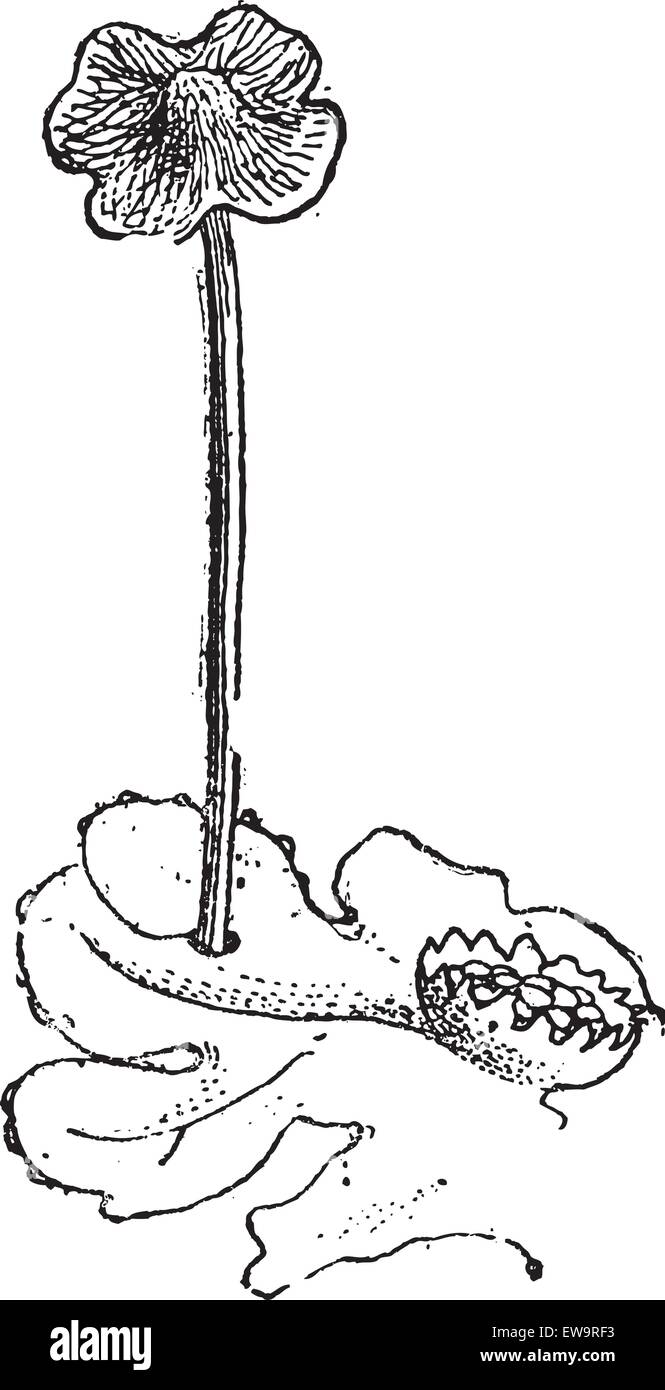 Marchantia ou Marchantia sp., montrant fleur mâle, vintage engraved illustration. Dictionnaire des mots et des choses - Larive et Fl Illustration de Vecteur