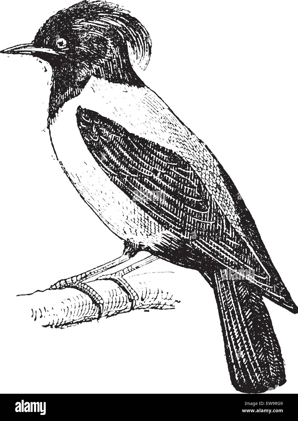 Purple Martin Progne subis ou, perché sur une branche, vintage engraved illustration. Dictionnaire des mots et des choses - Larive et F Illustration de Vecteur