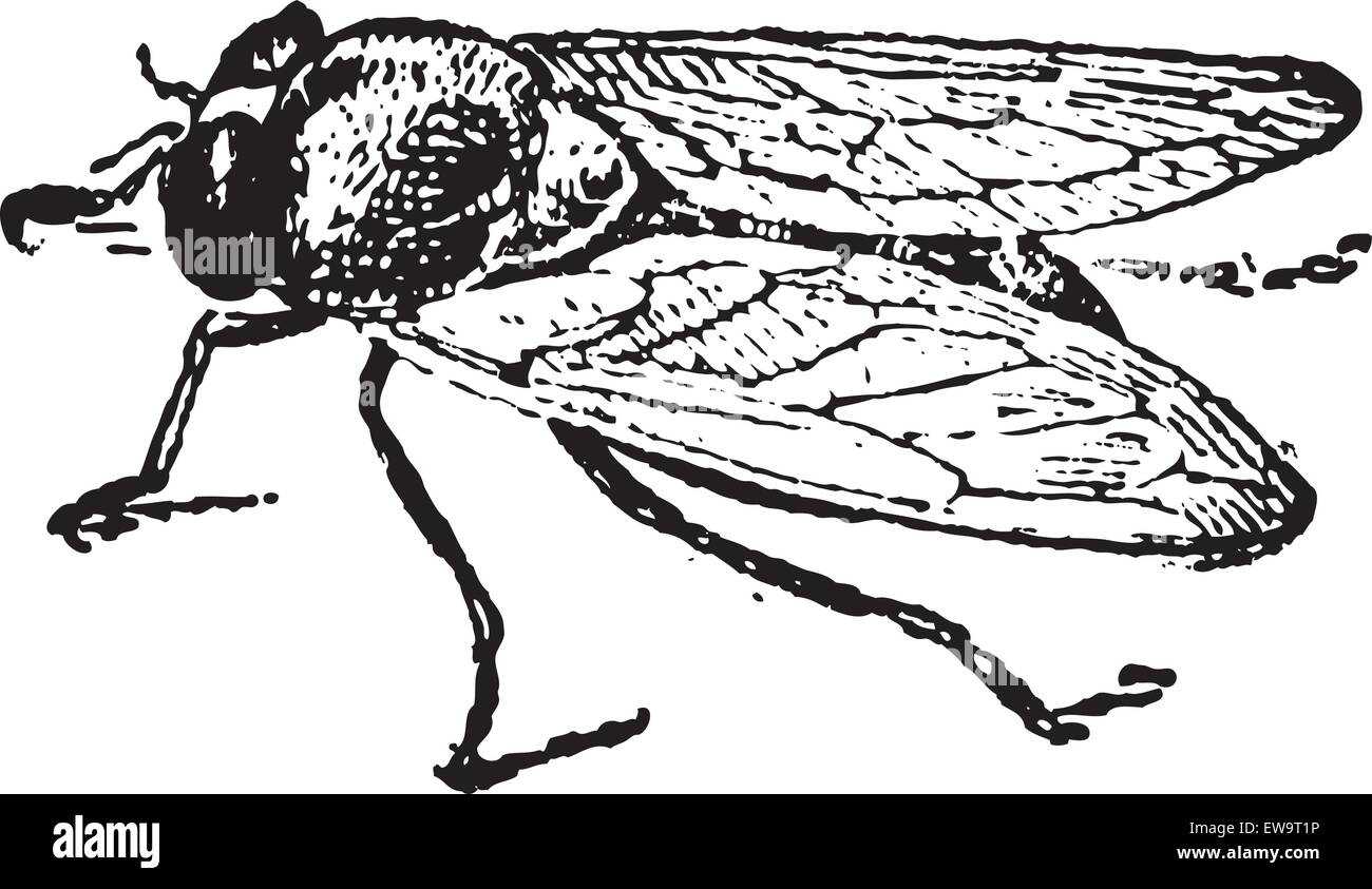 La mouche des fruits communs ou Drosophila melanogaster, vintage engraved illustration. Dictionnaire des mots et des choses - Larive et Fleury - Illustration de Vecteur
