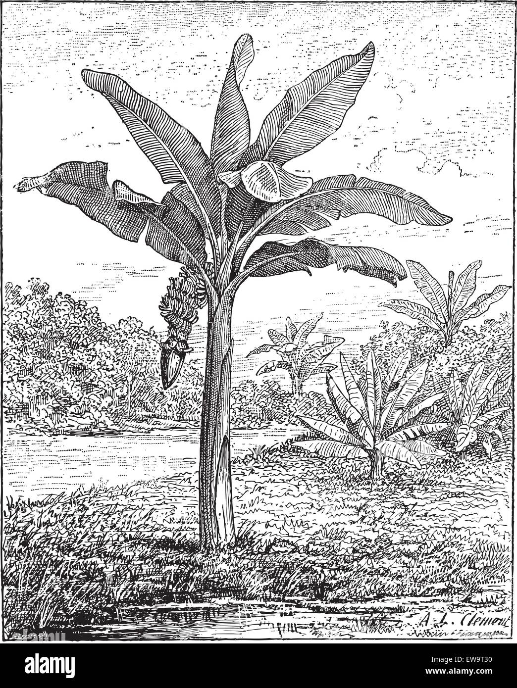 La banane, plantain, ou Musa sp., montrant les fruits et l'inflorescence, vintage engraved illustration. Dictionnaire des mots et des choses - Illustration de Vecteur