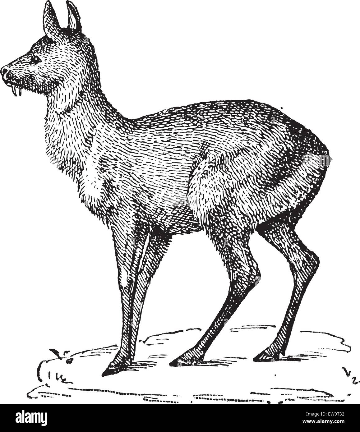Le cerf porte-musc de Sibérie ou Moschus moschiferus, vintage engraved illustration. Dictionnaire des mots et des choses - Larive et Fleury - 1 Illustration de Vecteur Le cerf porte-musc de Sibérie ou Moschus moschiferus, vintage engraved illustration. Dictionnaire des mots et des choses - Larive et Fleury - 1 Illustration de Vecteur