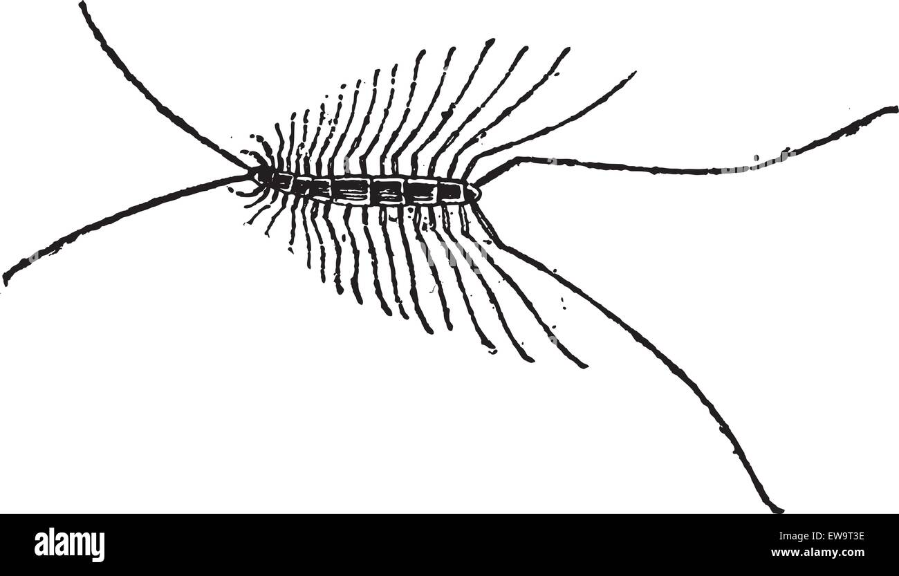 Myriapod ou Myriopodes, vintage engraved illustration. Dictionnaire des mots et des choses - Larive et Fleury - 1895 Illustration de Vecteur