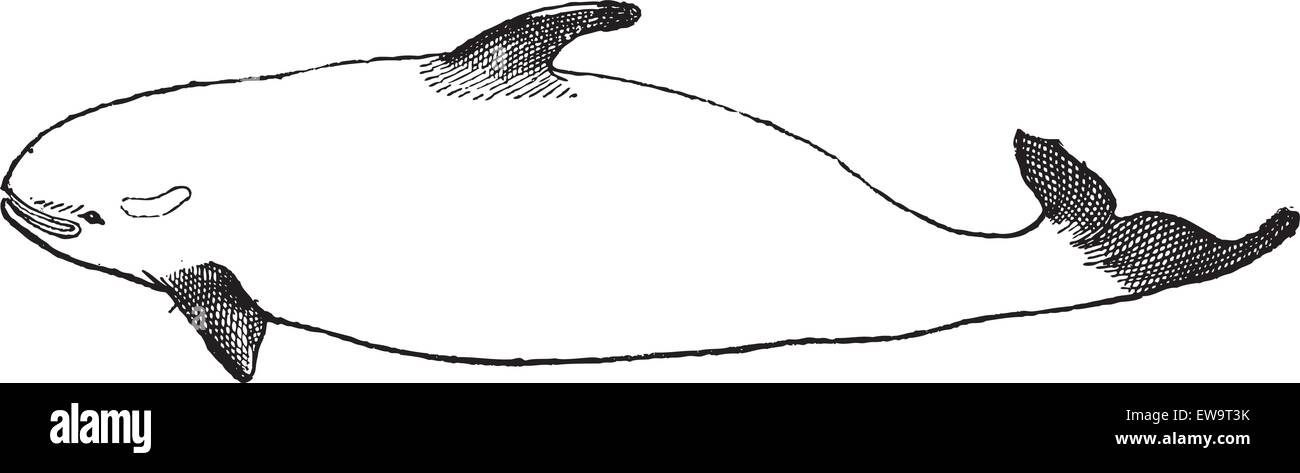 Ou Orque Orcinus orca, vintage engraved illustration. Dictionnaire des mots et des choses - Larive et Fleury - 1895 Illustration de Vecteur