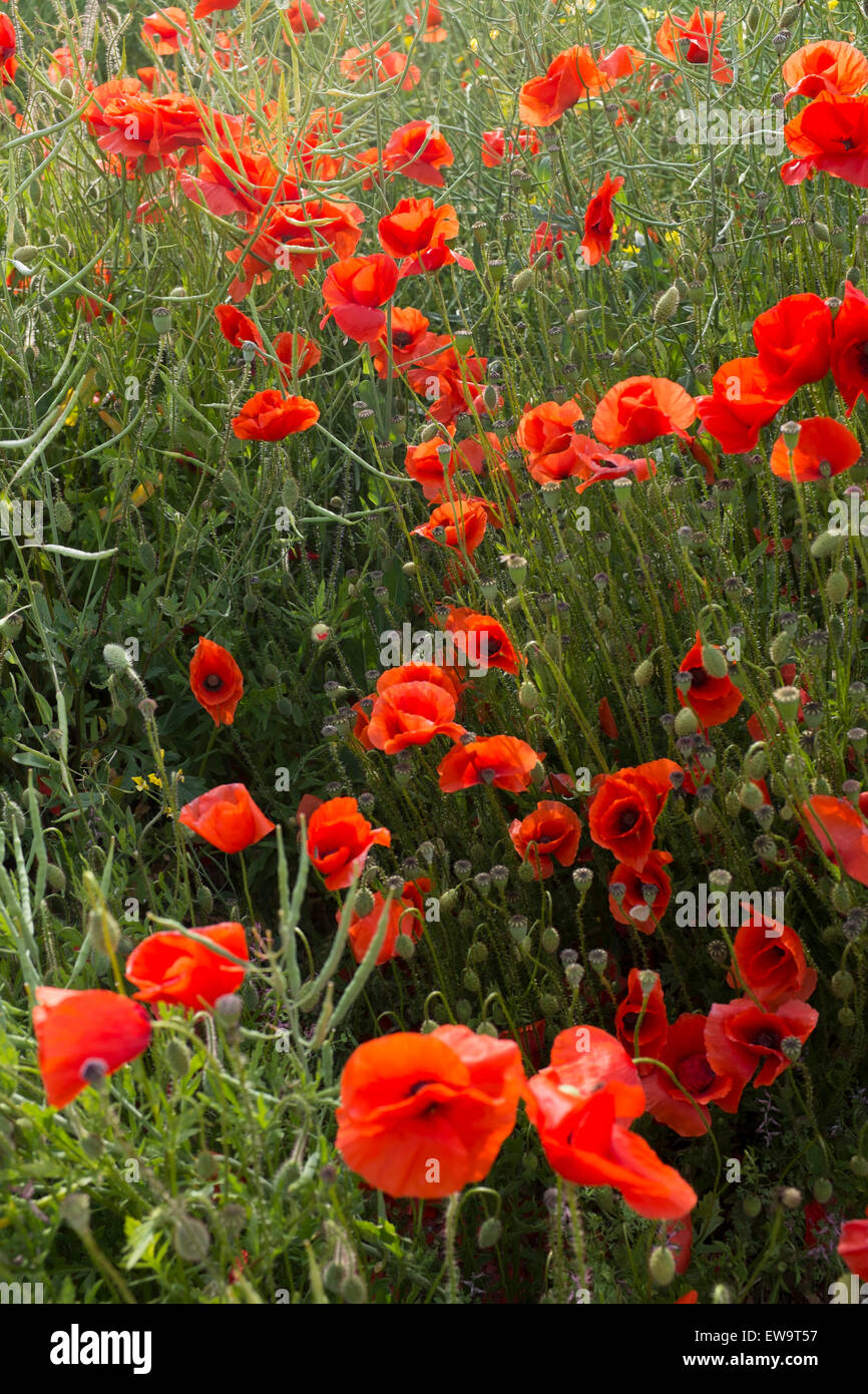 Champ de coquelicots, symbole de la grande perte et les souffrances de la Première Guerre mondiale Banque D'Images