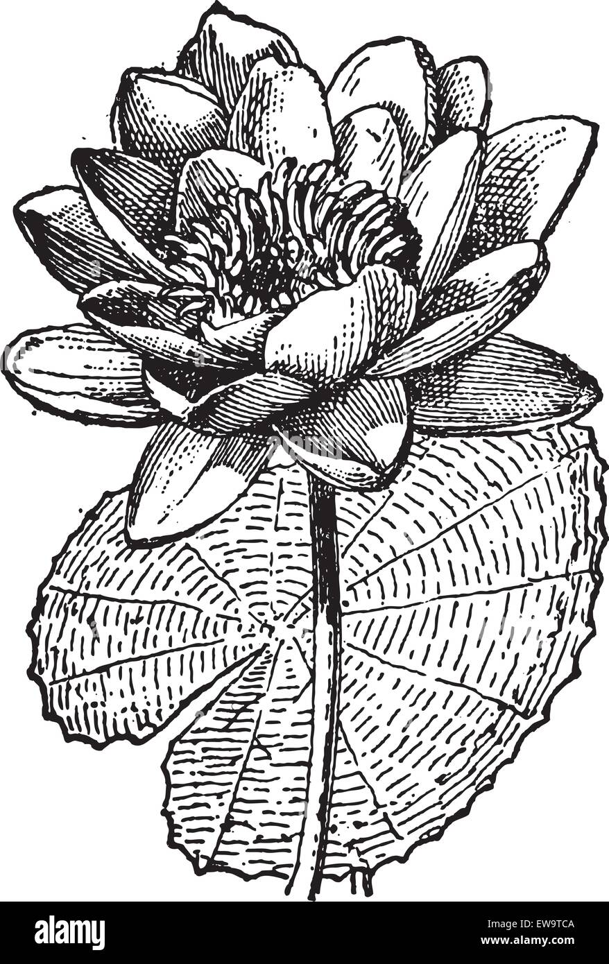 Lotus blanc ou Nymphaea alba, montrant fleur, vintage engraved illustration. Dictionnaire des mots et des choses - Larive et Fleury Illustration de Vecteur
