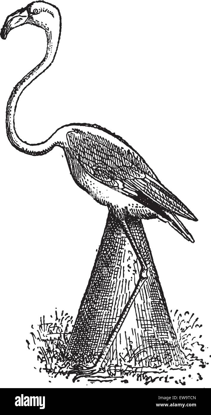 Nid de Flamingo, illustré est un flamant rose assis sur un nid fait d'un monticule de boue, vintage engraved illustration. Dictionnaire de mots Illustration de Vecteur