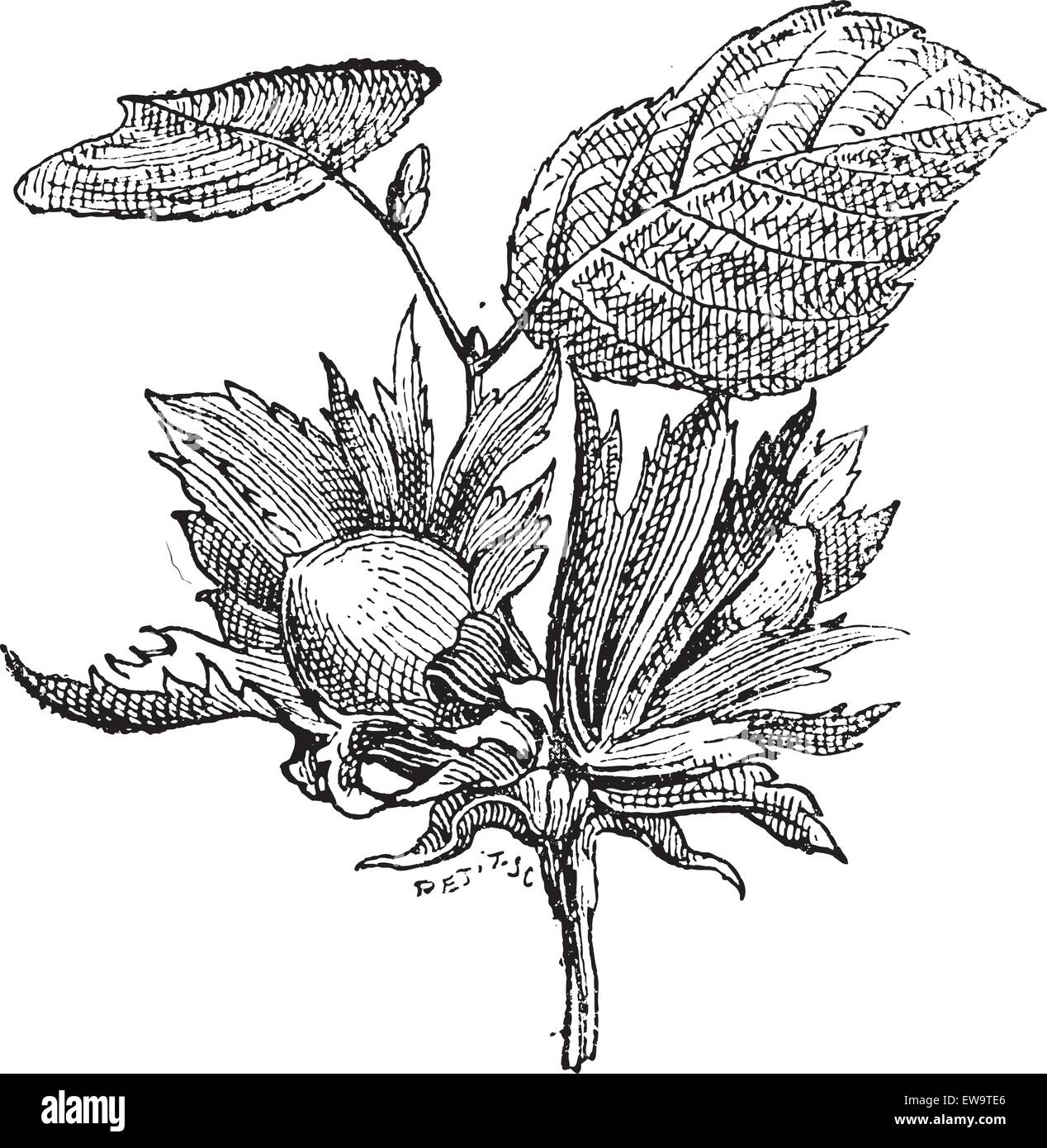 Hazel ou Corylus sp., montrant des fleurs avec écrous, vintage engraved illustration. Dictionnaire des mots et des choses - Larive et Fleu Illustration de Vecteur