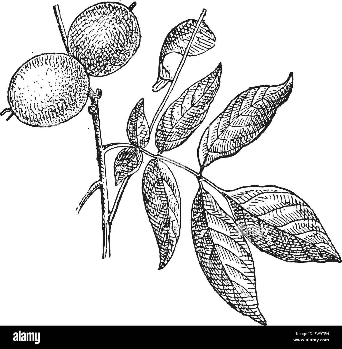 Ou NOYER Juglans regia, montrant les noix, vintage engraved illustration. Dictionnaire des mots et des choses - Larive et Fleury - 1895 Illustration de Vecteur