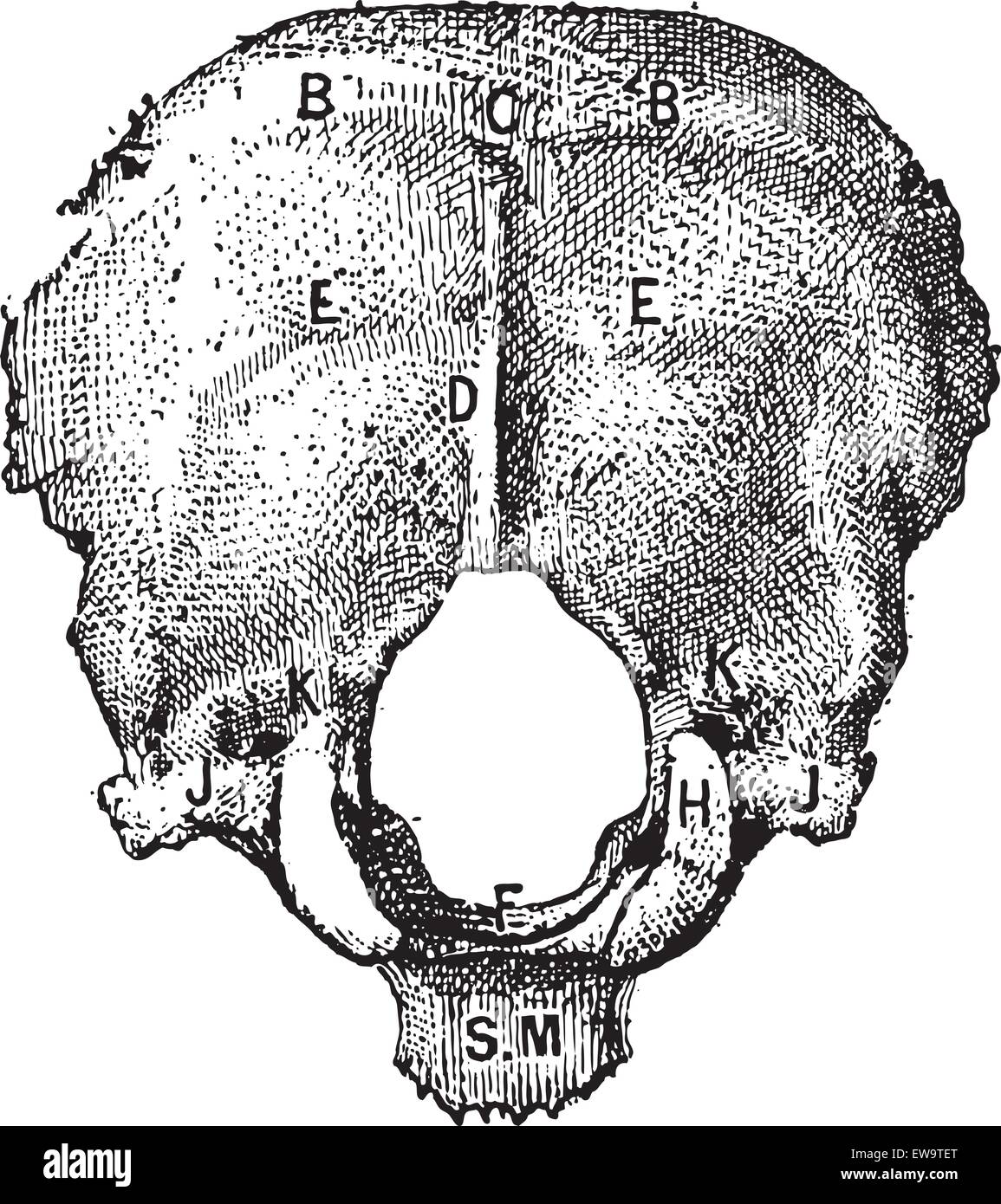 Os occipital, chez l'homme, vue externe, vintage engraved illustration. Dictionnaire des mots et des choses - Larive et Fleury - 18 Illustration de Vecteur