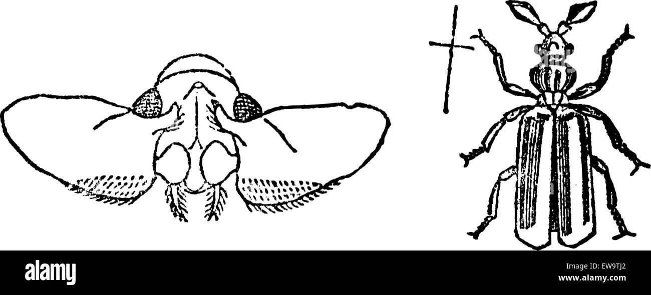 Paussus beetle, vintage engraved illustration. Magasin Pittoresque 1875. Illustration de Vecteur