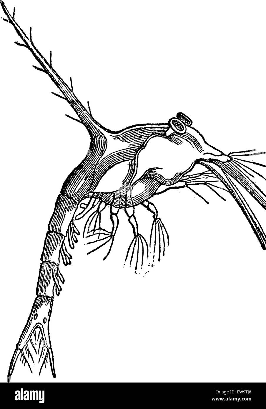 Zoe (monculus Taurus), vintage engraved illustration. Magasin Pittoresque 1875. Illustration de Vecteur