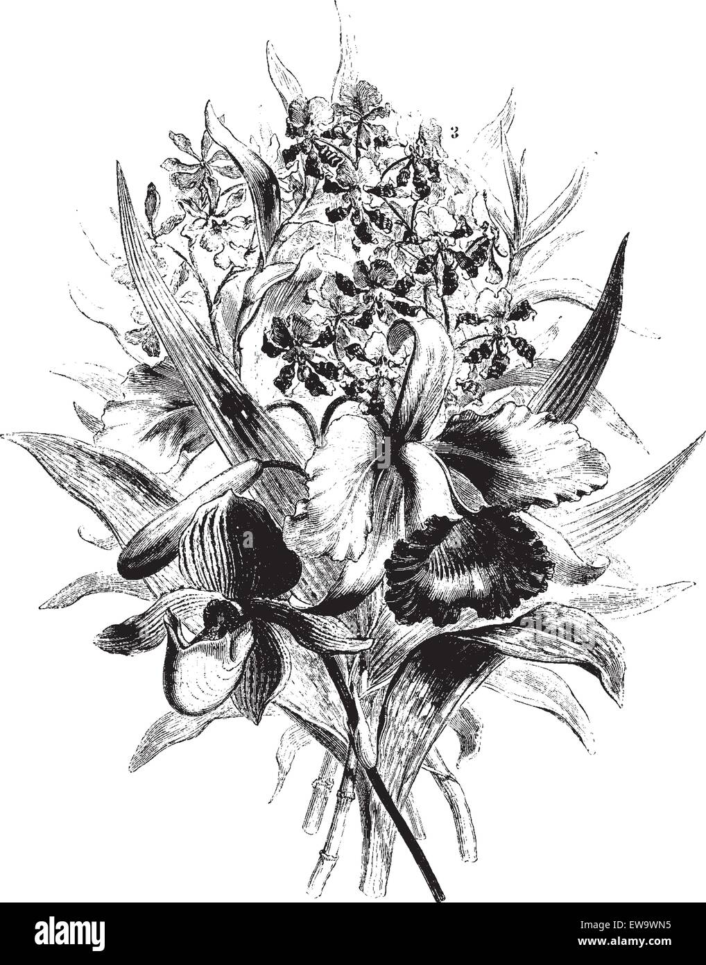 Orchidées dans la province d'Antioquia, vintage engraved illustration. Le Tour du Monde, Journal de voyage, (1872). Illustration de Vecteur