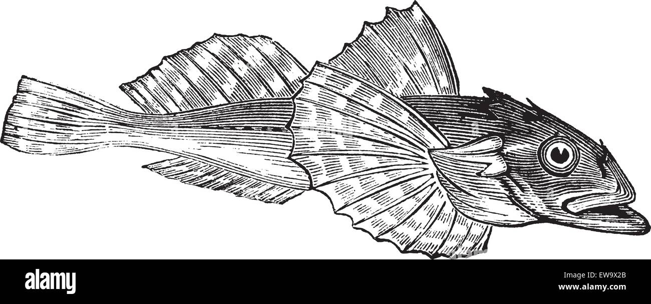 Poissons barbotte ou Acanthocottus Virginianus vintage la gravure ...